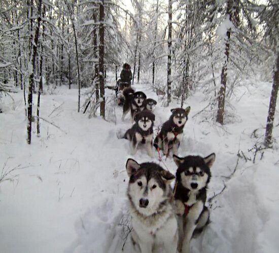 Alaskan Malamute Abenteuer in Alaska © firewalkerkennel